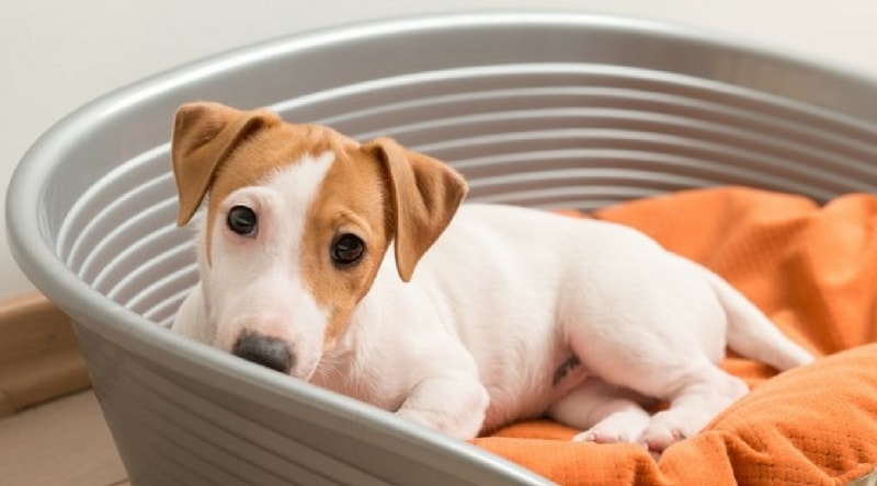 álmok jelentése-álomszótár-kutya