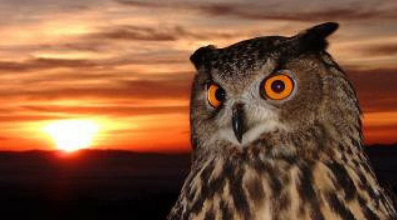 álmok jelentése bagoly